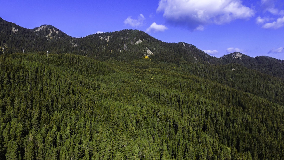 Pine forest in the bulgarian rhodpe mountains