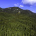 Pine forest in the bulgarian rhodpe mountains