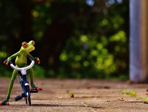 a frog on a bicycle